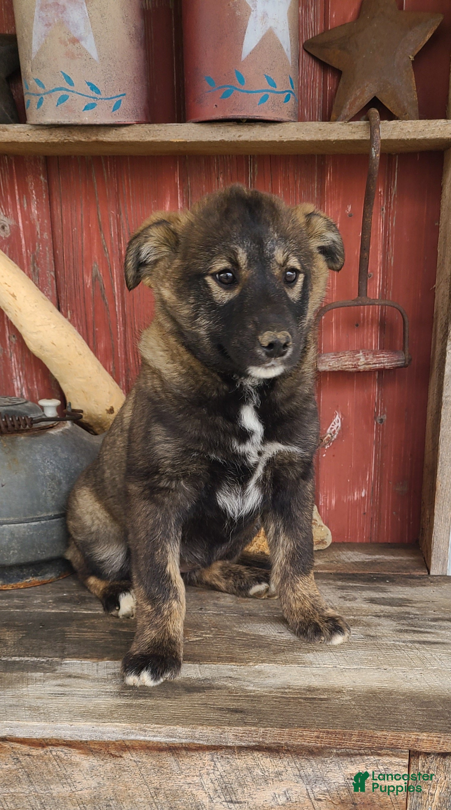 Mixed Breed dogs Mixed Breed Puppy 1 - Ad 2