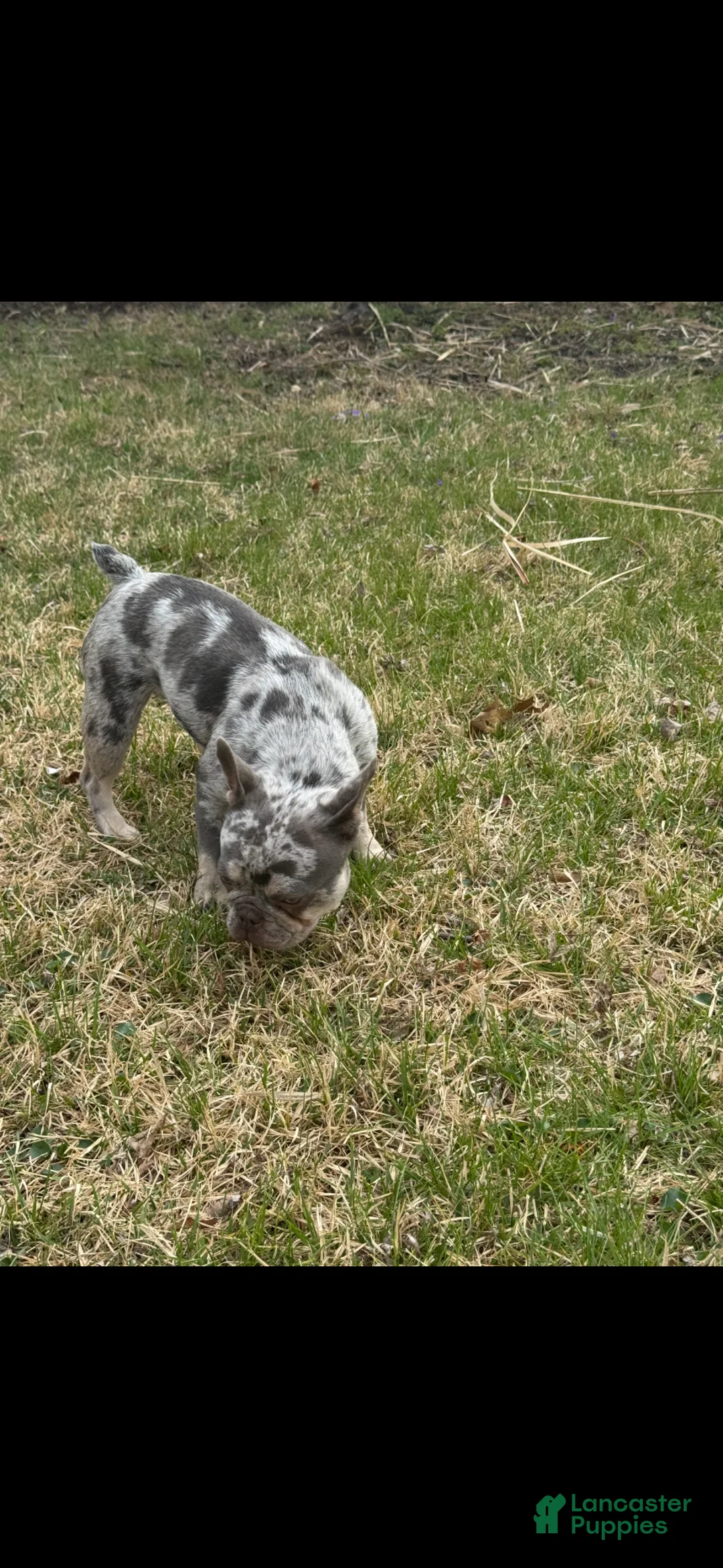 French Bulldog dogs for sale: French Bulldog Puppy 1 - Ad 1