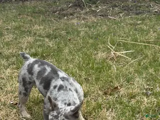 French Bulldog dogs French Bulldog Puppy 1 - Ad 28