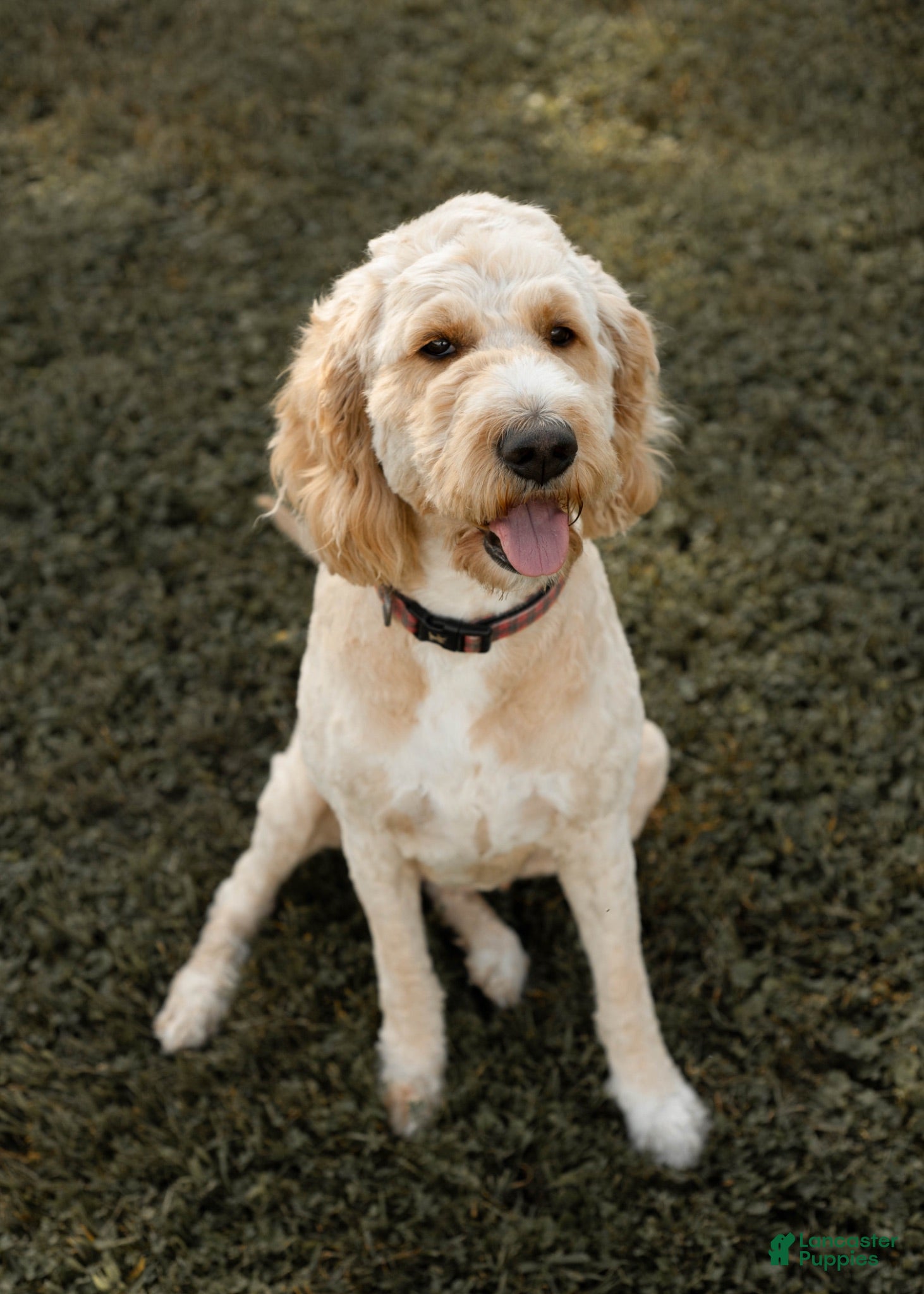 Goldendoodle dogs Ginger - Ad 1
