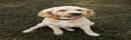 Goldendoodle dogs for sale: Ginger - Ad 1
