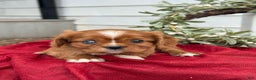Cavalier King Charles Spaniel dogs for sale: Otis - Ad 11