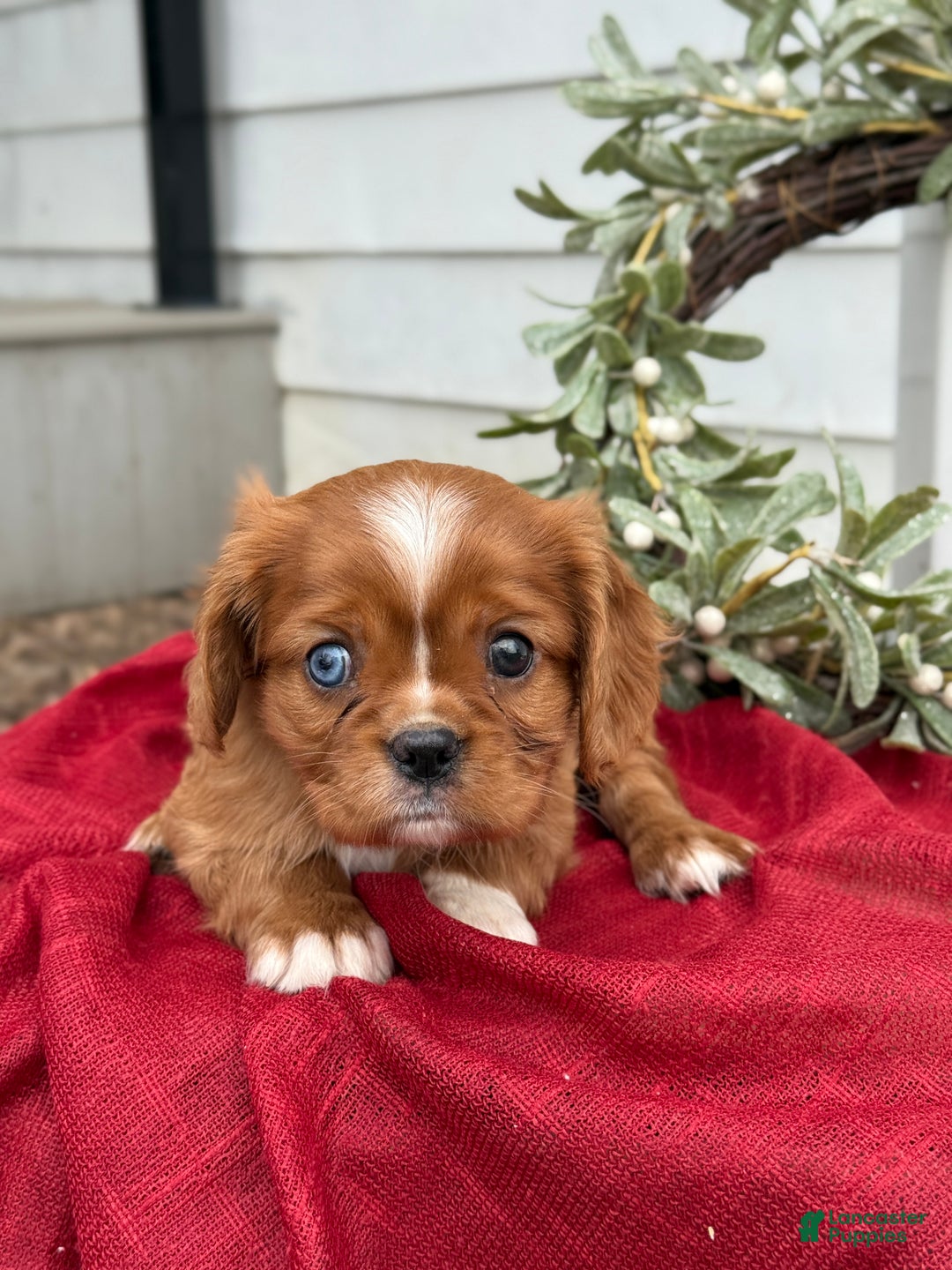 Cavalier King Charles Spaniel dogs for sale: Otis - Ad 11