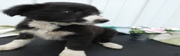 Border Collie dogs for sale: Border Collie Puppy 4 Trixie - Ad 2