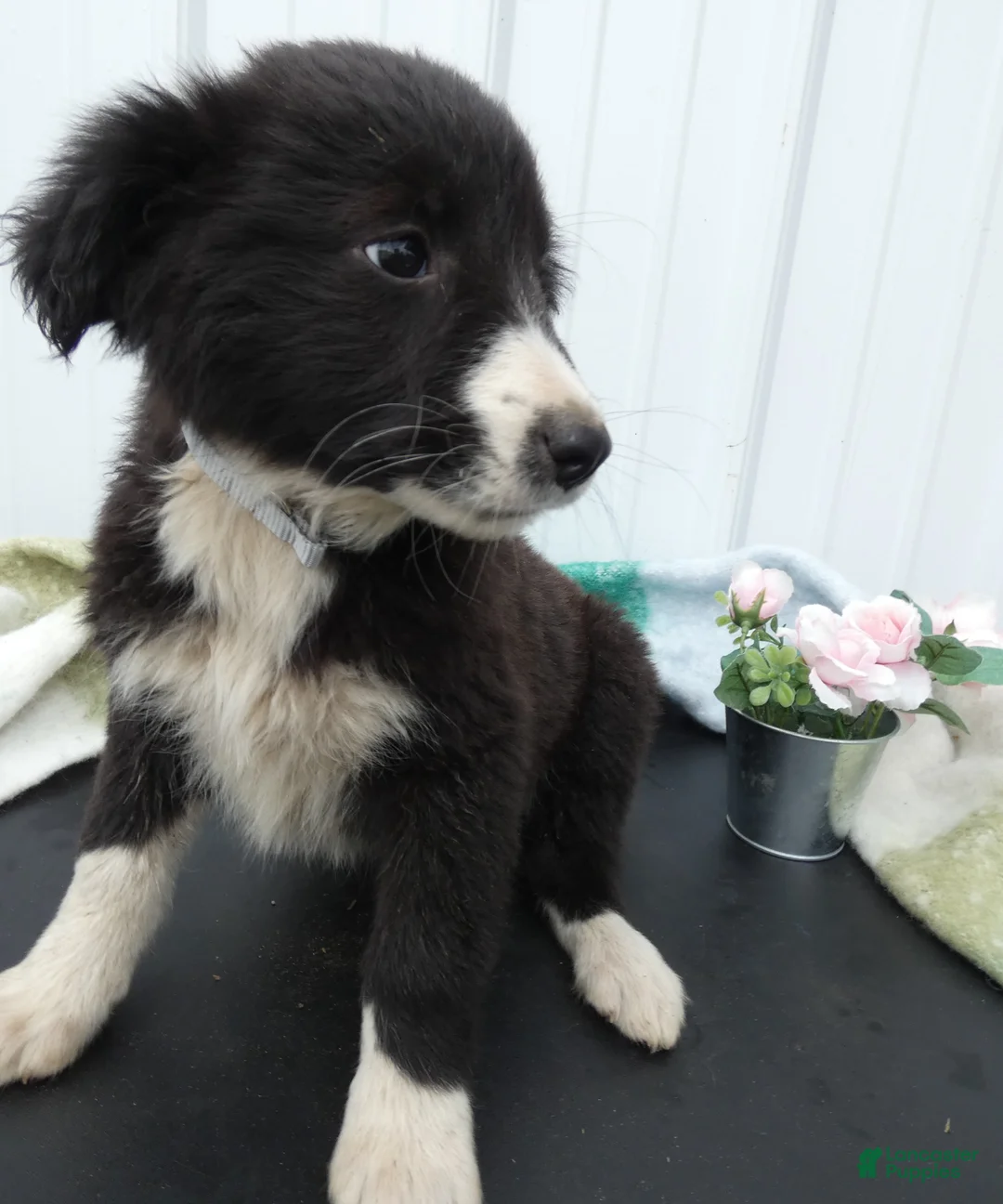 Border Collie dogs for sale: Border Collie Puppy 4 Trixie - Ad 2