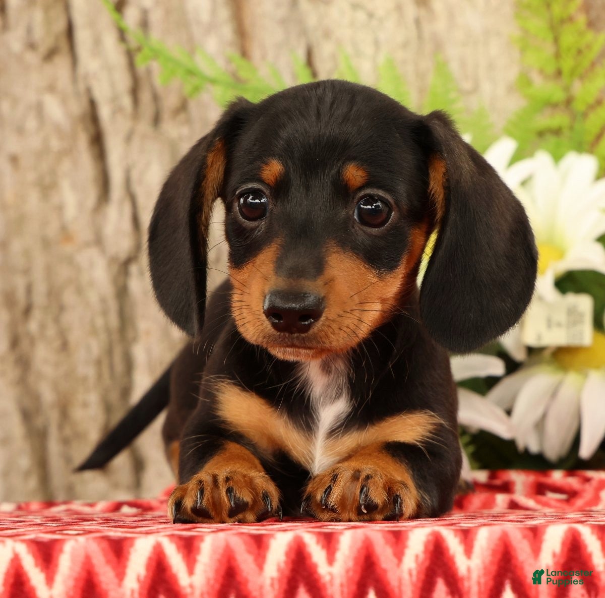 Miniature Dachshund dogs Theo - Ad 1