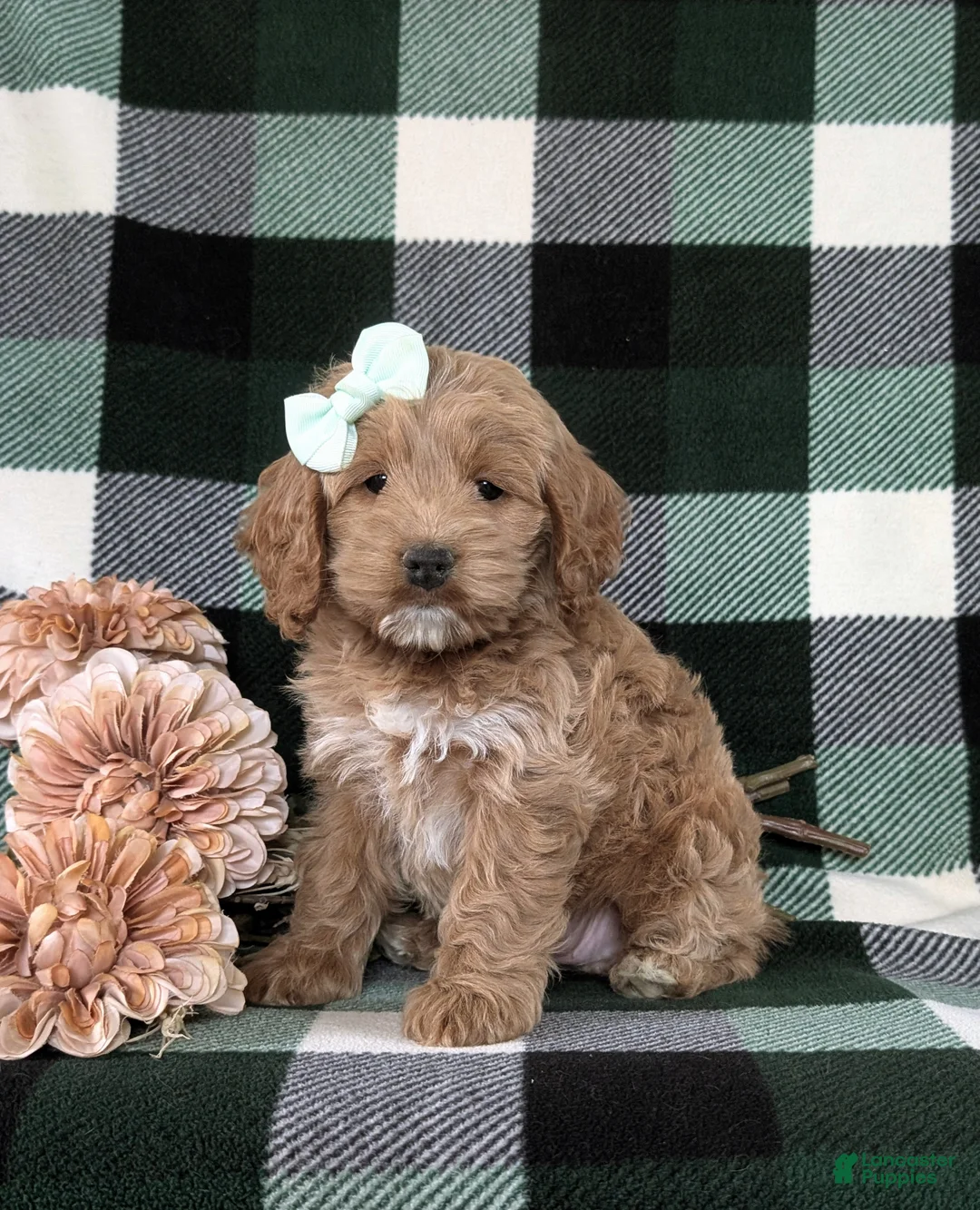 Cockapoo dogs for sale: Marlaina - Ad 1