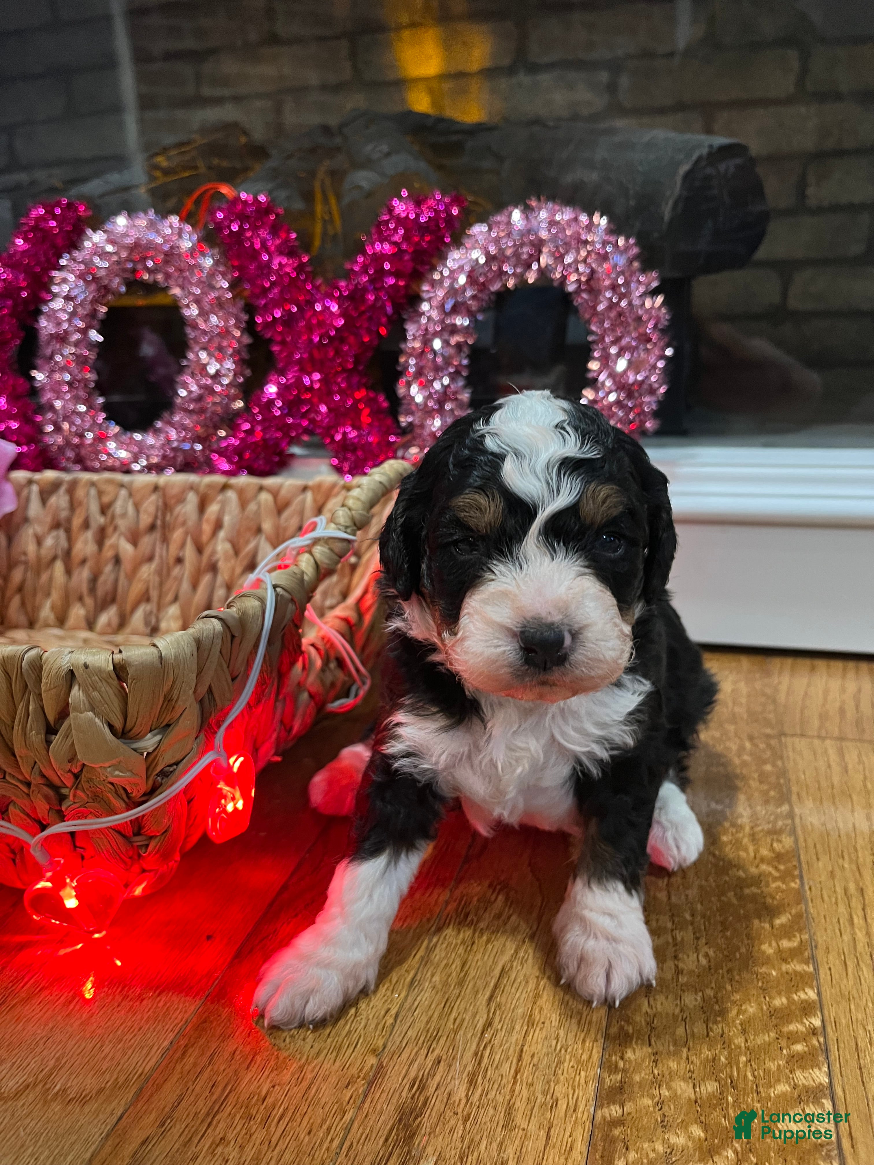 Mini Bernedoodle dogs Whiskey  - Ad 40