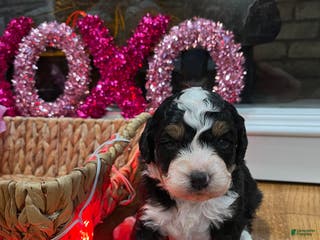 Mini Bernedoodle dogs Whiskey - Ad 36