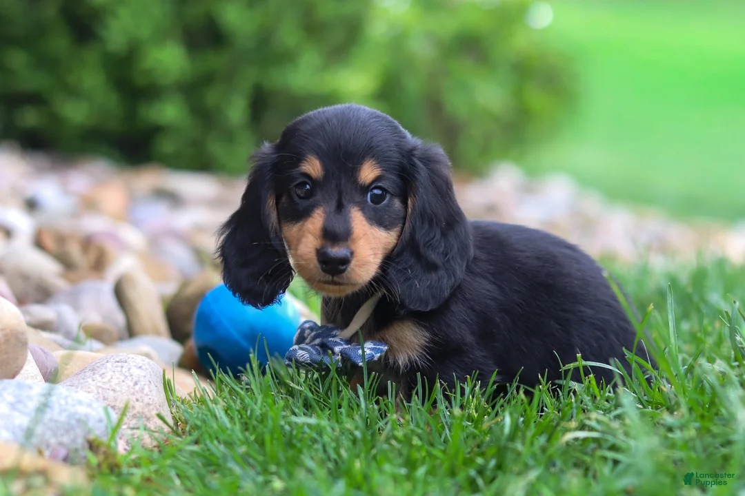 Miniature Dachshund dogs for sale: Benje - Ad 2