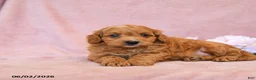Cavapoo dogs for sale: Forest - Ad 4