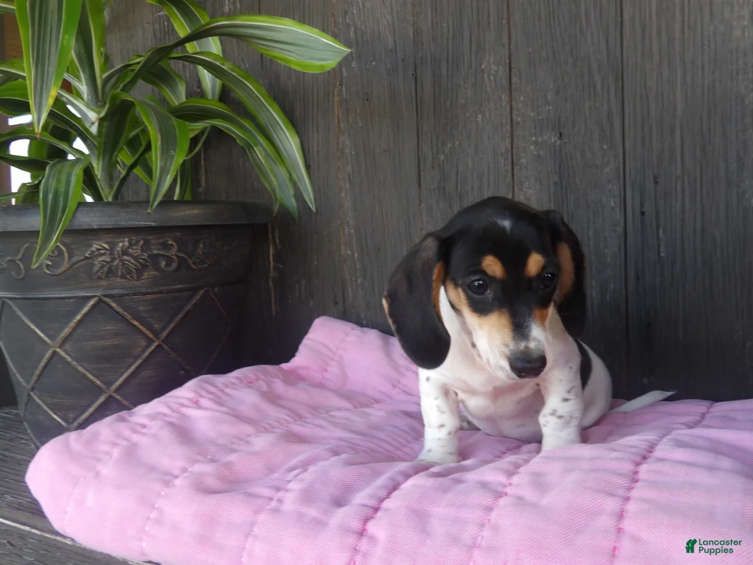 Miniature Dachshund dogs for sale: Violet - Ad 5