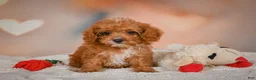 Cavapoo dogs for sale: Charles - Ad 10