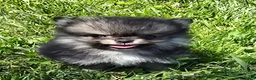 Pomeranian dogs for sale: Micro - Ad 1