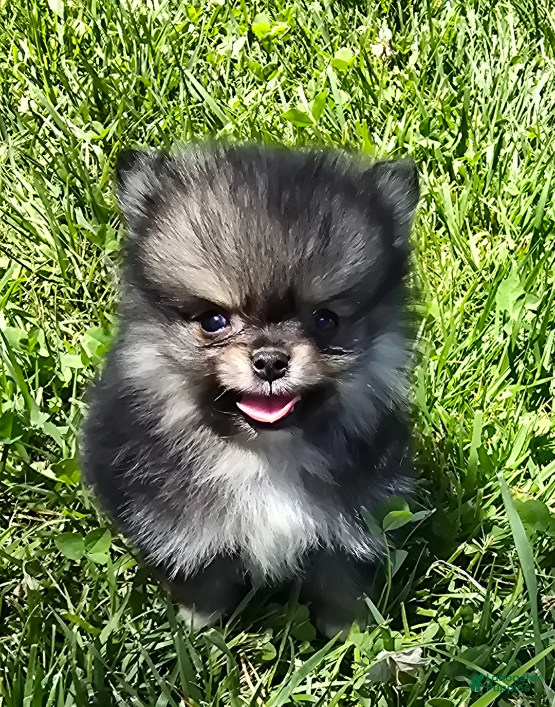 Pomeranian dogs for sale: Micro - Ad 1