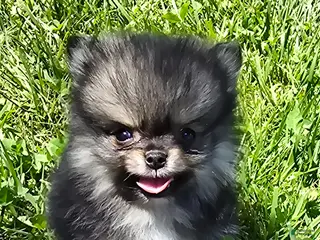 Pomeranian dogs for sale: Micro - Ad 1