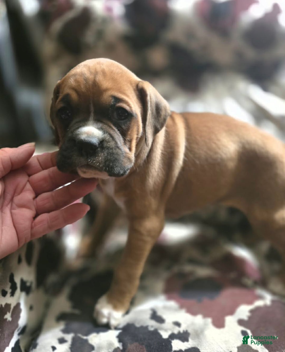 Boxer dogs for sale: Laney - Ad 10