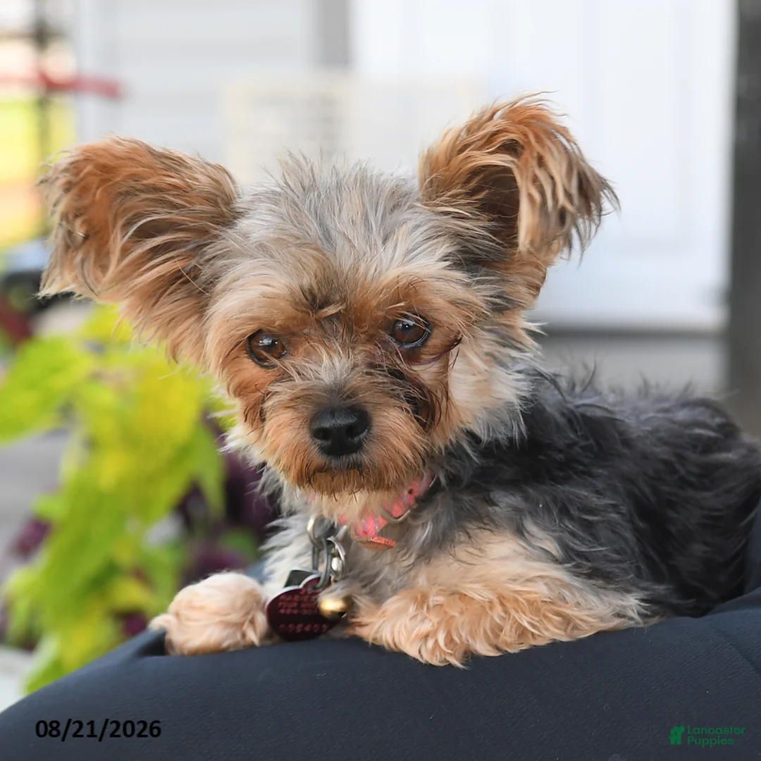 Yorkshire Terrier dogs for sale: Ladybug - Ad 6