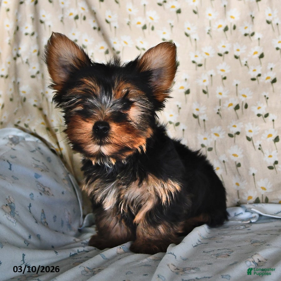 Yorkshire Terrier dogs Rocky - Ad 2
