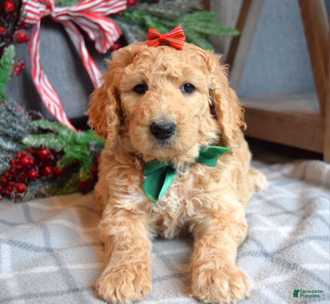 Goldendoodle dogs for sale: Piper - Ad 7