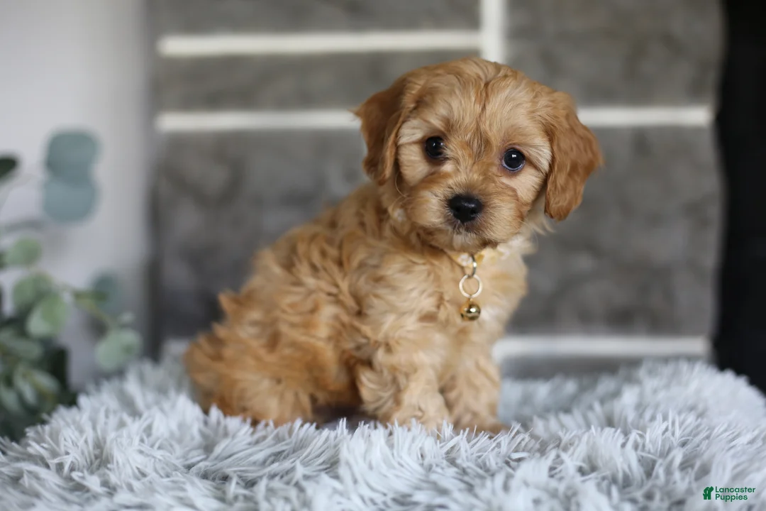 Cavapoo dogs for sale: Biscuit - Ad 1