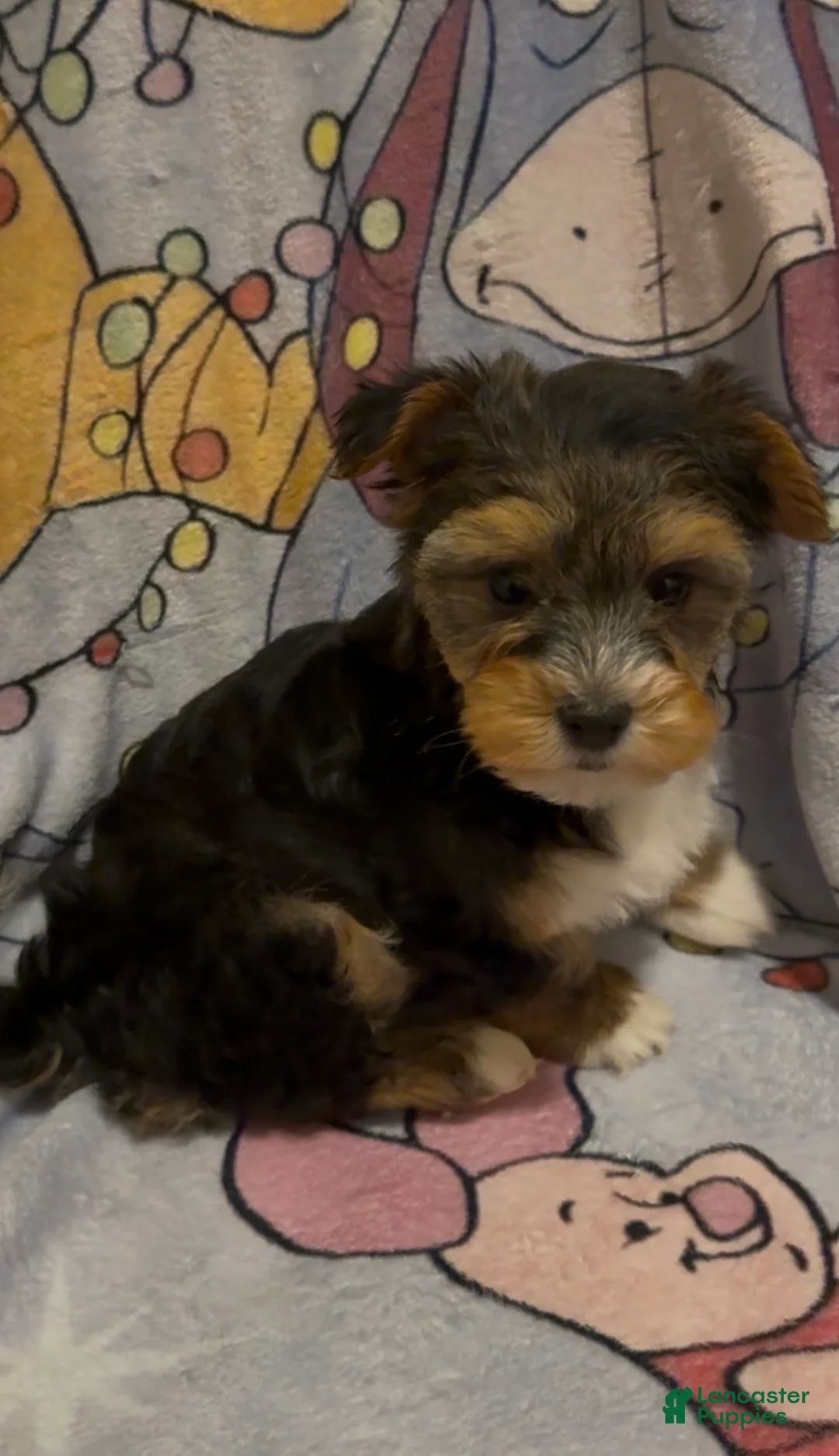 Yorkshire Terrier dogs for sale: Yorkshire Terrier Puppy 1 - Ad 6
