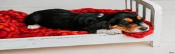 Basset Hound dogs for sale: Avery  - Ad 6