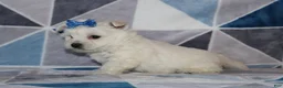 West Highland Terrier dogs for sale: Patsy - Ad 3