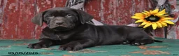 Labrador Retriever dogs for sale: Lilly - Ad 5