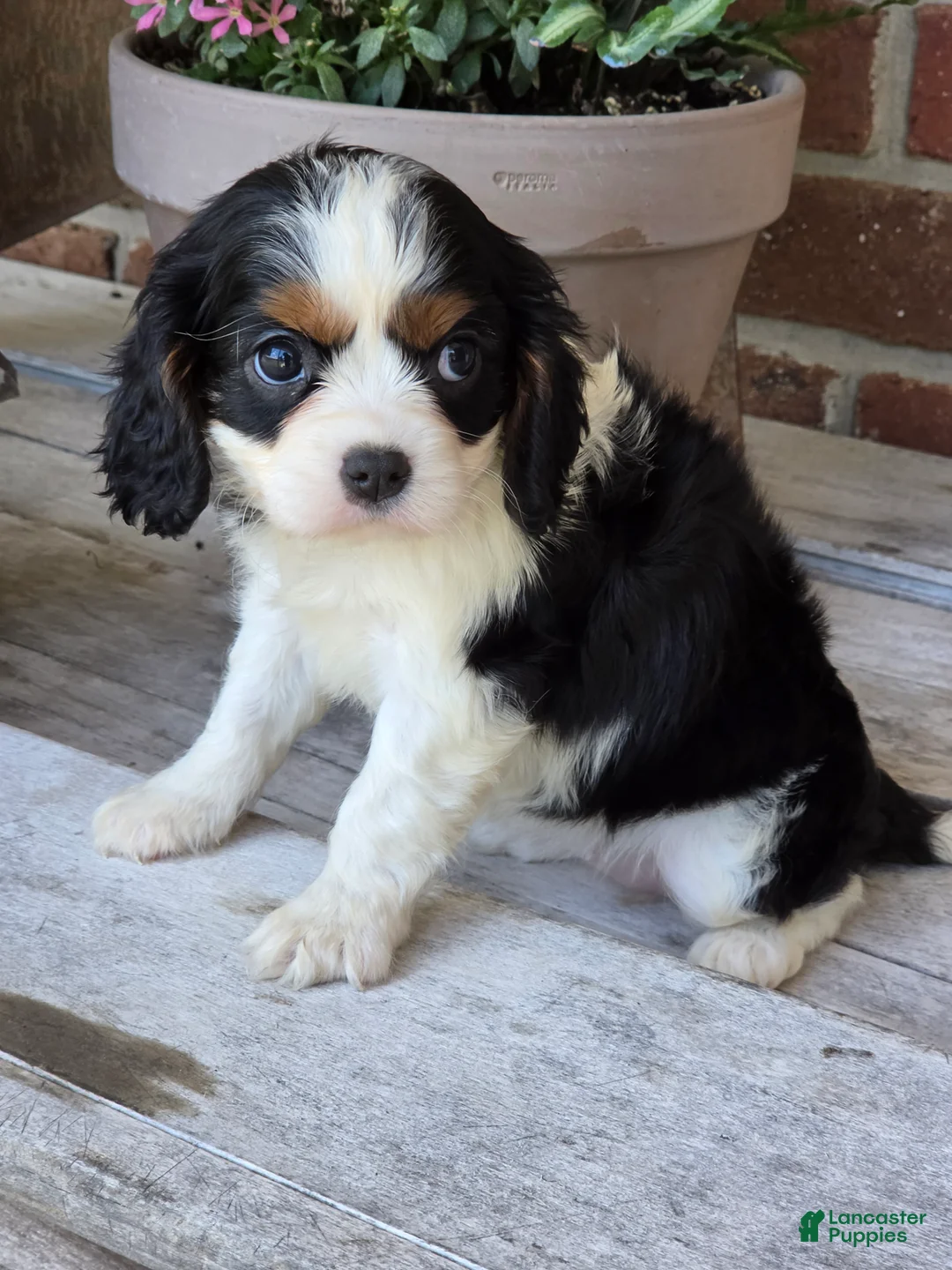 Cavalier King Charles Spaniel dogs for sale: Gracie - Ad 3