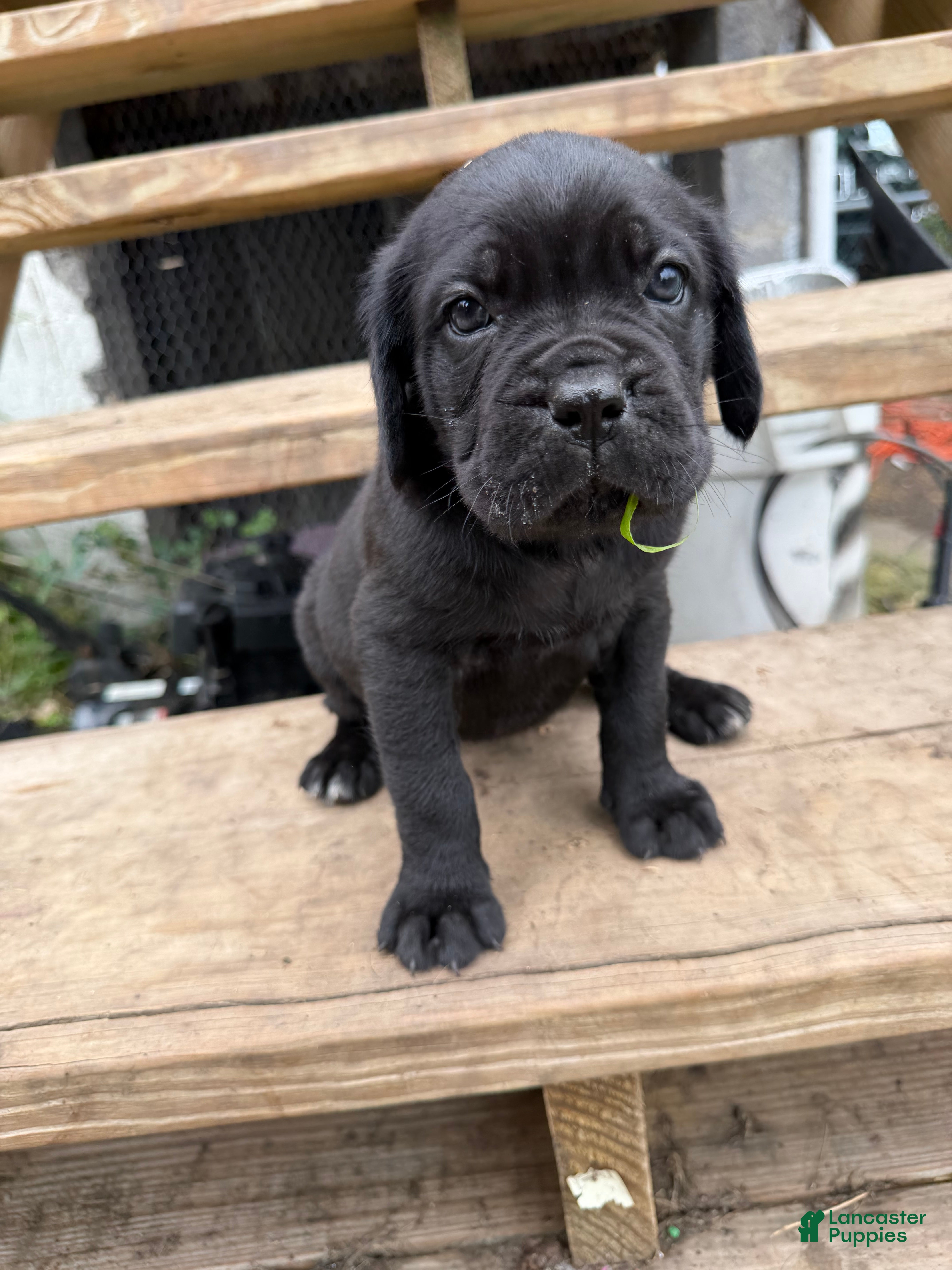 Cane Corso dogs Girl 1 - Ad 1
