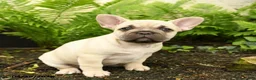 French Bulldog dogs for sale: Delightful Doris - Ad 3