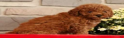 Mini Goldendoodle dogs for sale: Banjo - Ad 3