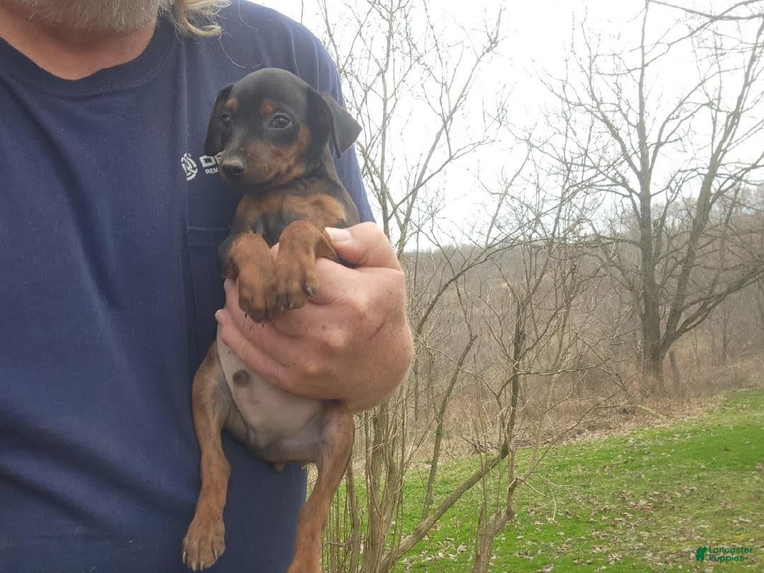 Miniature Pinscher dogs Tucker - Ad 2