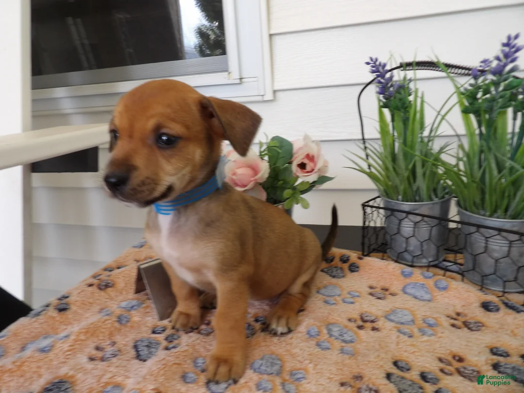 Gallery Image {{count}}