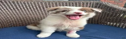 Australian Shepherd dogs for sale: Pearl - Ad 4