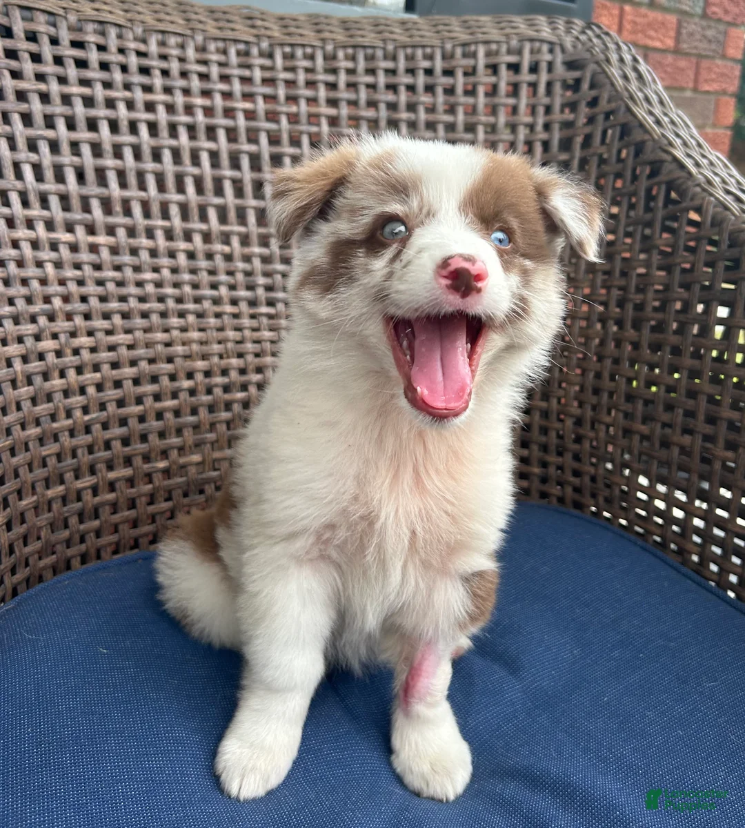 Australian Shepherd dogs for sale: Pearl - Ad 4