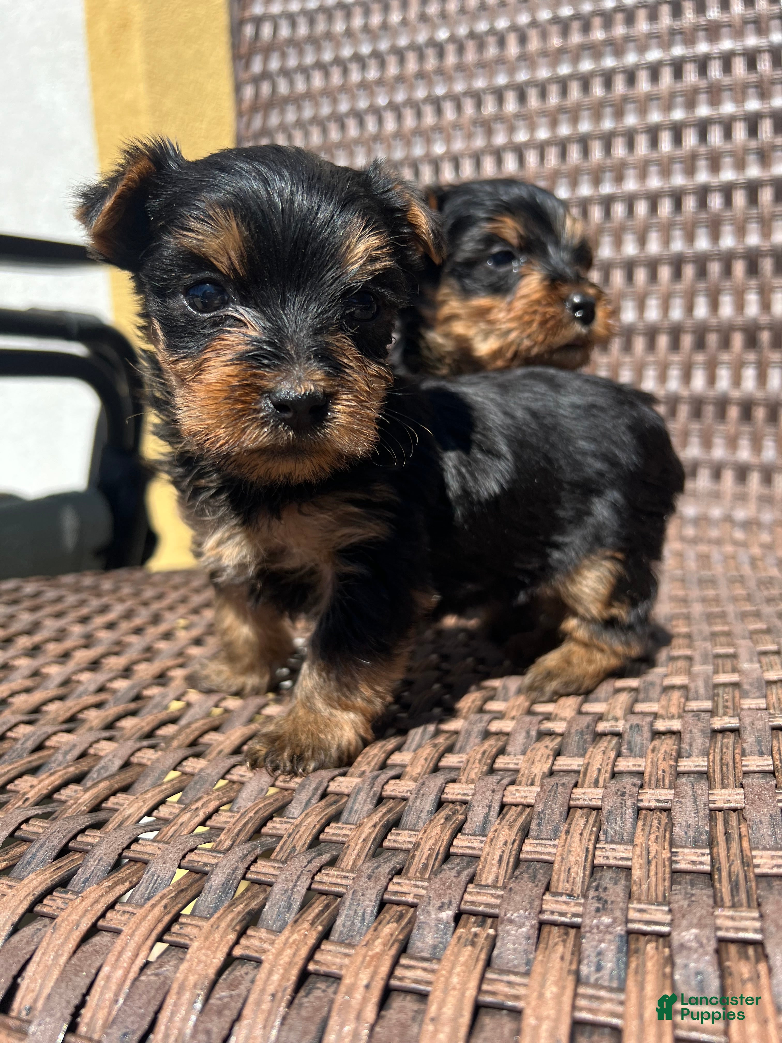 Yorkshire Terrier dogs King Yorkie puppy  - Ad 1