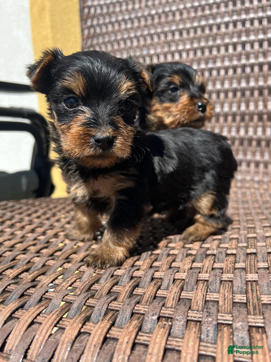 Yorkshire Terrier dogs for sale: King Yorkie puppy  - Ad 1