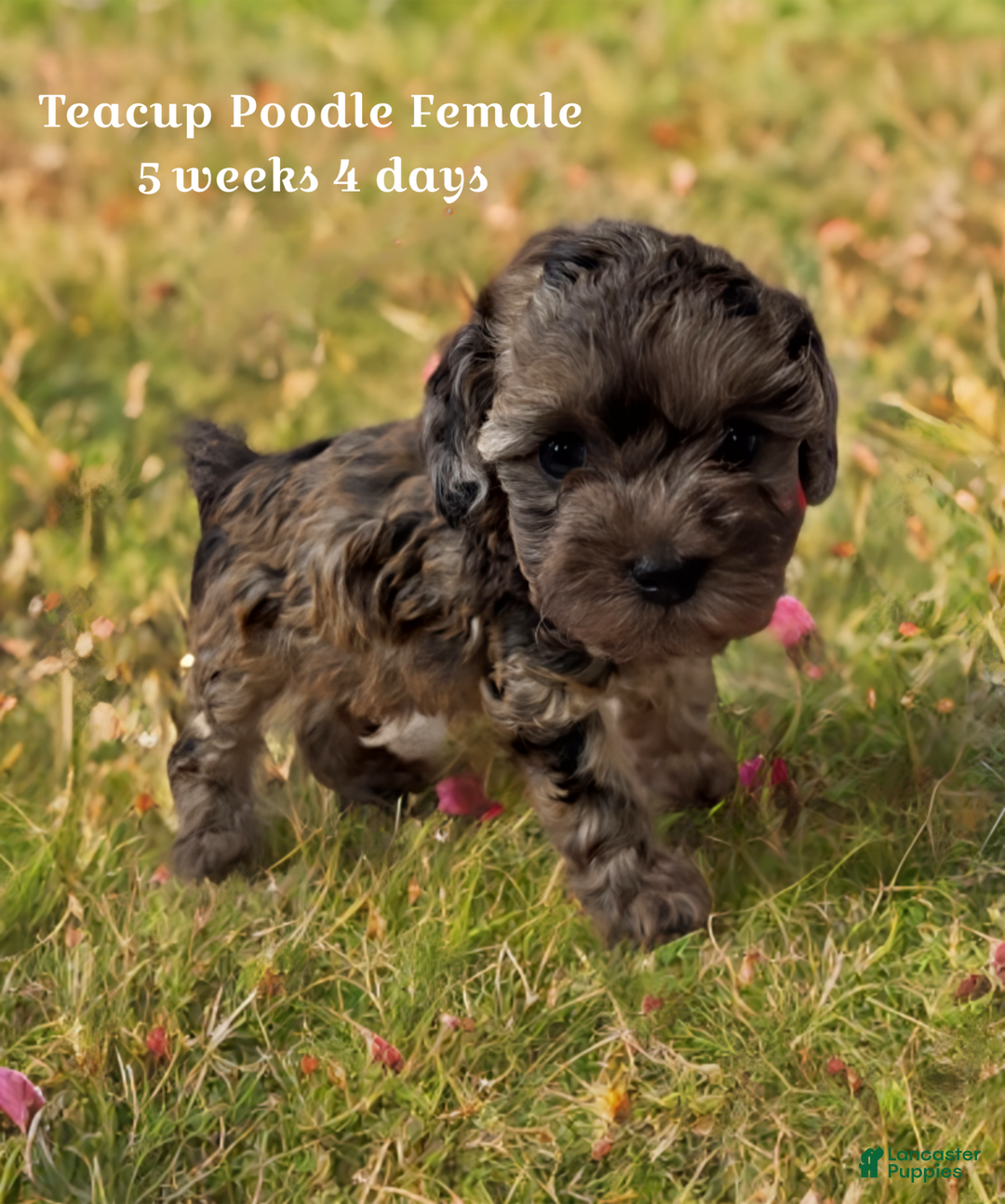 Toy Poodle dogs for sale: Toy Poodle Puppy 1 - Ad 2