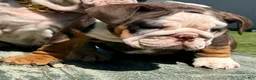 English Bulldog dogs for sale: Rubble - Ad 17