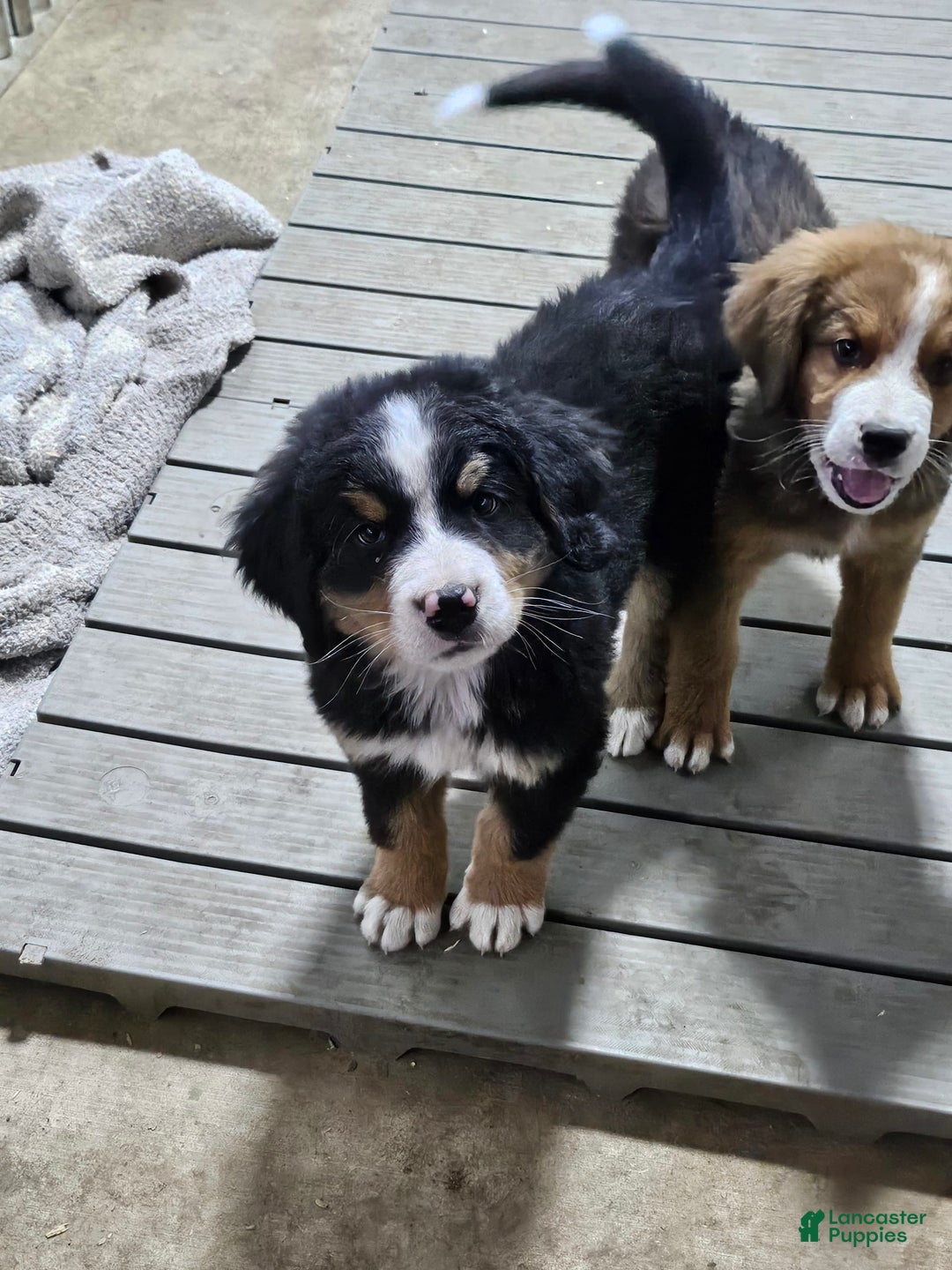 Bernese Mountain Dog Puppies for sale in Washington Lancaster - Main Image
