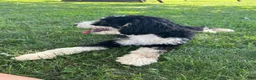 Mini Bernedoodle dogs for sale: Poppy - Ad 3