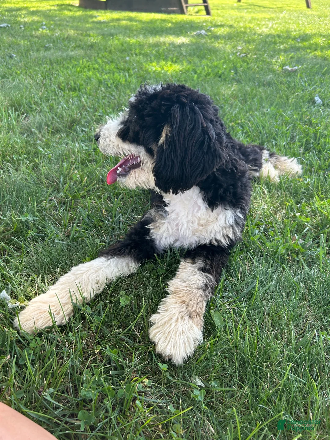 Mini Bernedoodle dogs for sale: Poppy - Ad 3