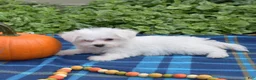 Bichon Frise dogs for sale: Lady (Tiny) - Ad 14