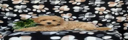 Maltipoo dogs for sale: Ryce 6 lbs Full Grown - Ad 5