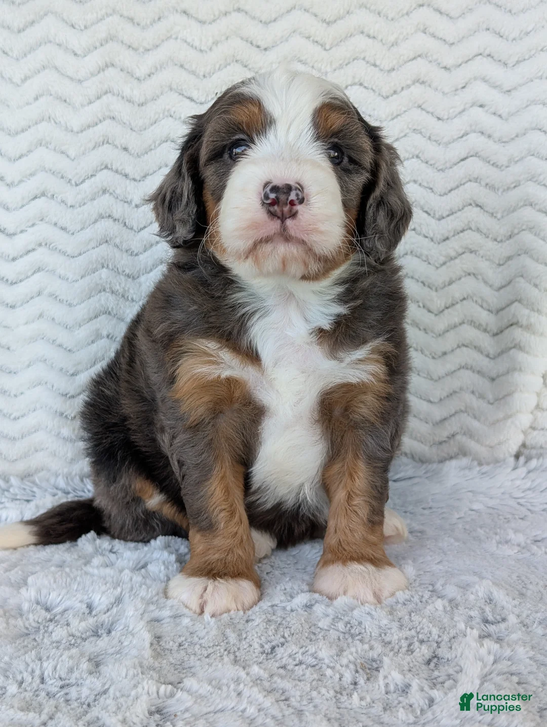 Mini Bernedoodle dogs for sale: Mini Louie  - Ad 2