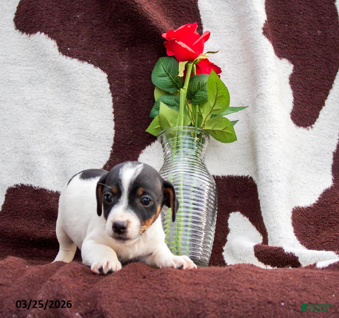 Jack Russell Terrier dogs for sale: Mick - Ad 1