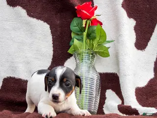 Jack Russell Terrier dogs Mick - Ad 6