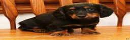 Miniature Dachshund dogs for sale: Darbie - Ad 7
